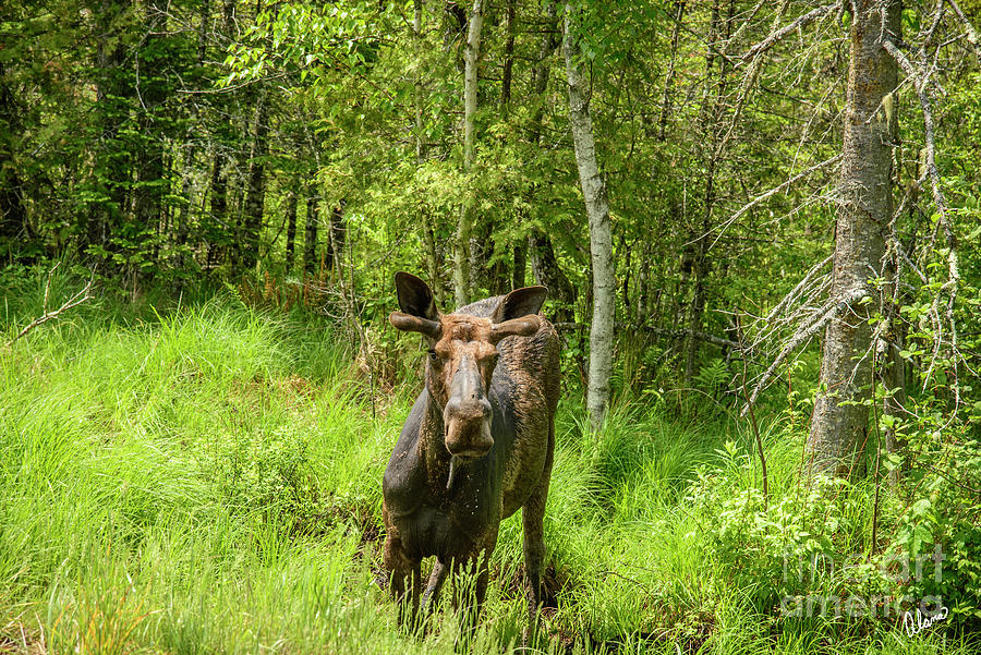 Moose And Velvet Antlers Photograph