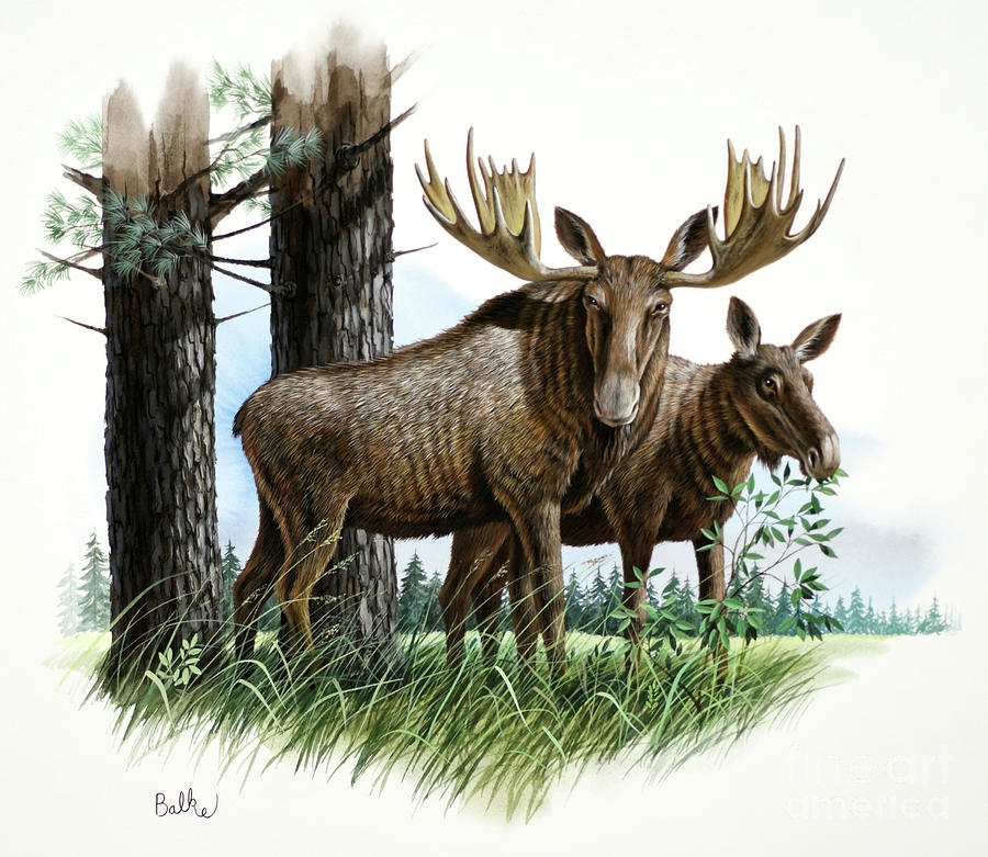 Moose and White Pine Painting by Don Balke