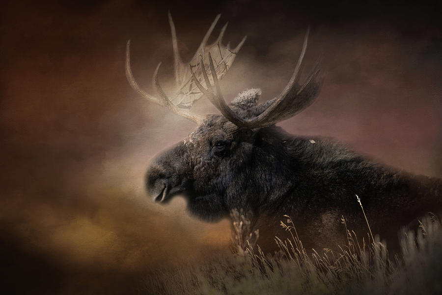 Moose - Artwork Photograph by Constance Puttkemery