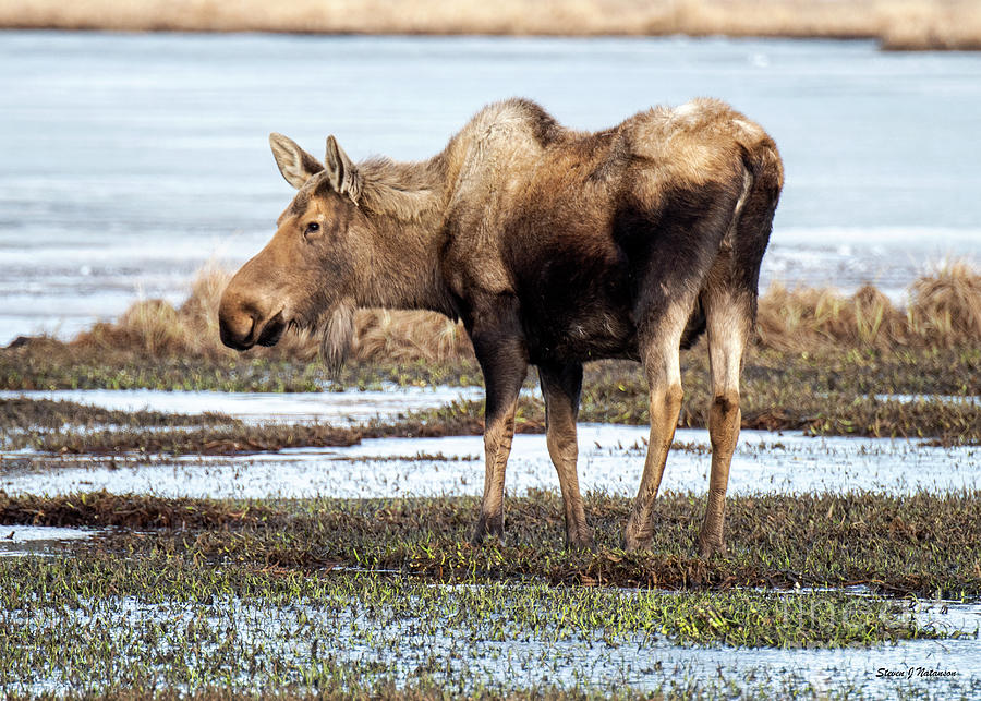 Moose at Beluga Lake 1 Photograph by Steven Natanson