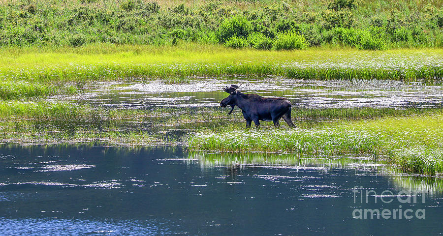Moose at Sheep Lakes Photograph by Shirley Dutchkowski
