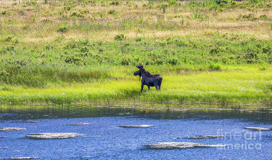 Moose at the Lake Photograph by Shirley Dutchkowski