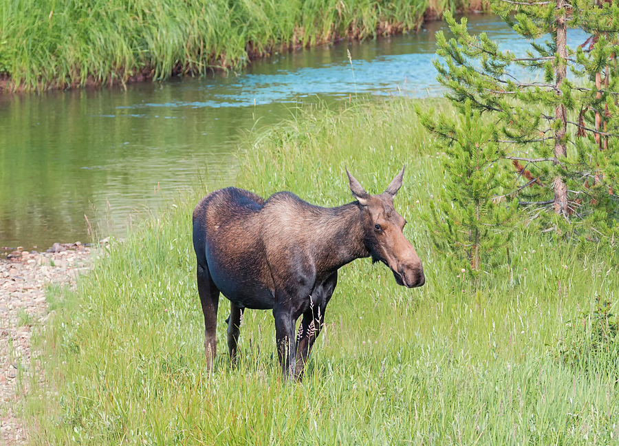 Moose at the River Photograph by Loree Johnson