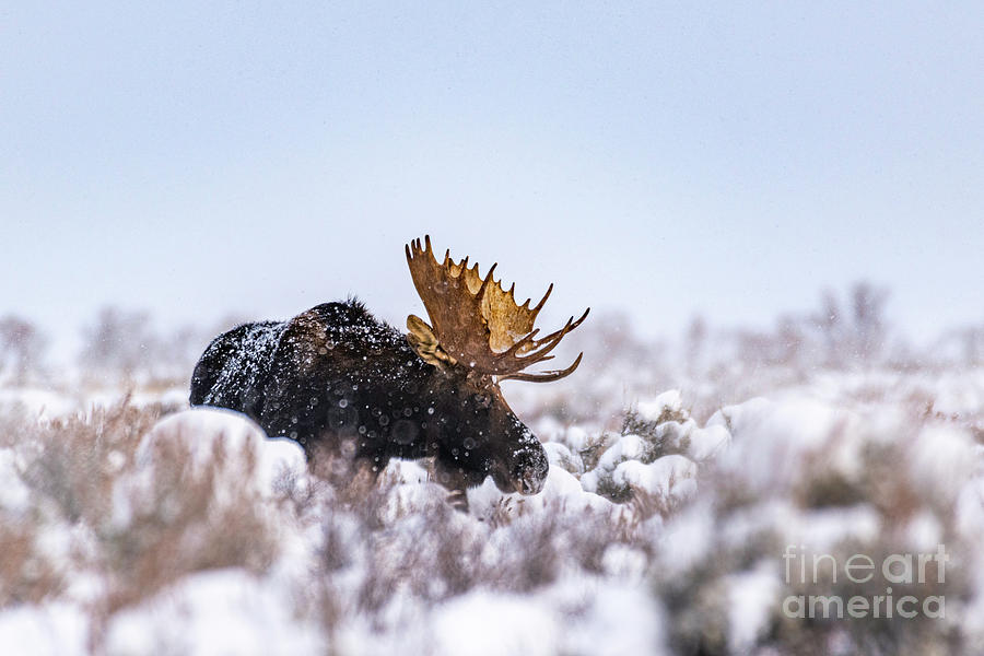 Moose Be Winter Photograph