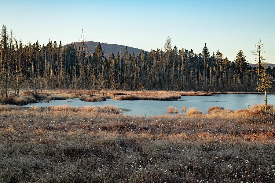 Moose Bog Photograph by Jody Partin