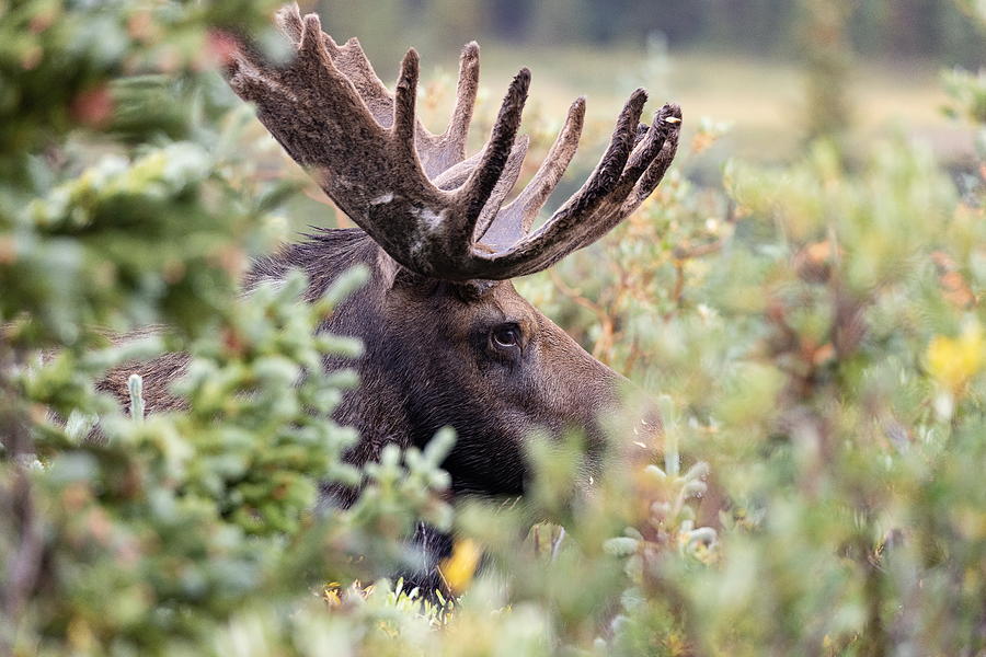 Moose Bull Closeup Through the Willows Photograph by Tony Hake