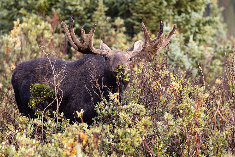 Moose Bull Enjoys the Willows Photograph by Tony Hake