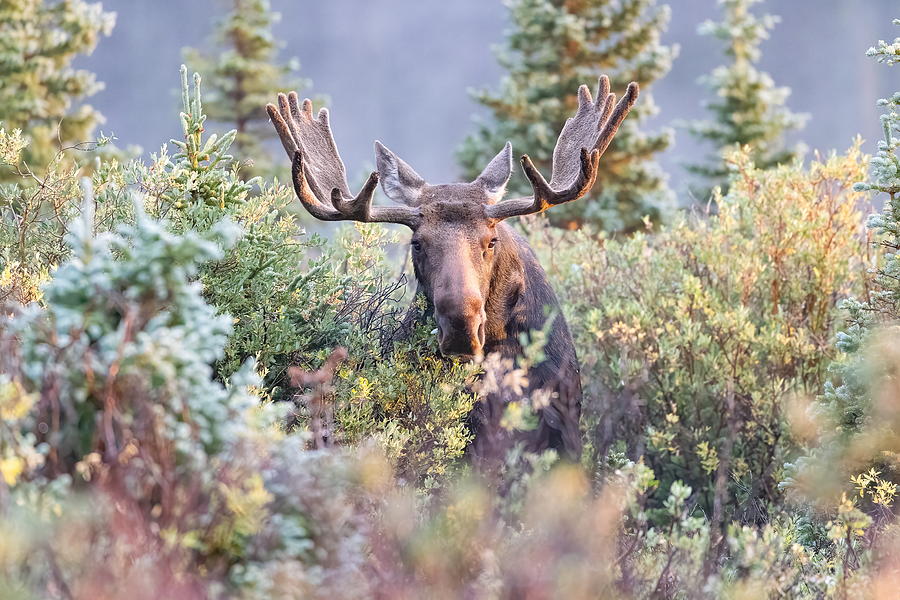 Moose Bull Grazing in the Early Morning Light v2 Photograph by Tony Hake