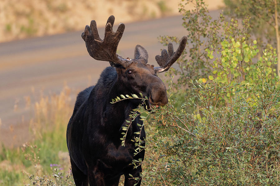 Moose Bull Smiles While Snacking Photograph by Tony Hake