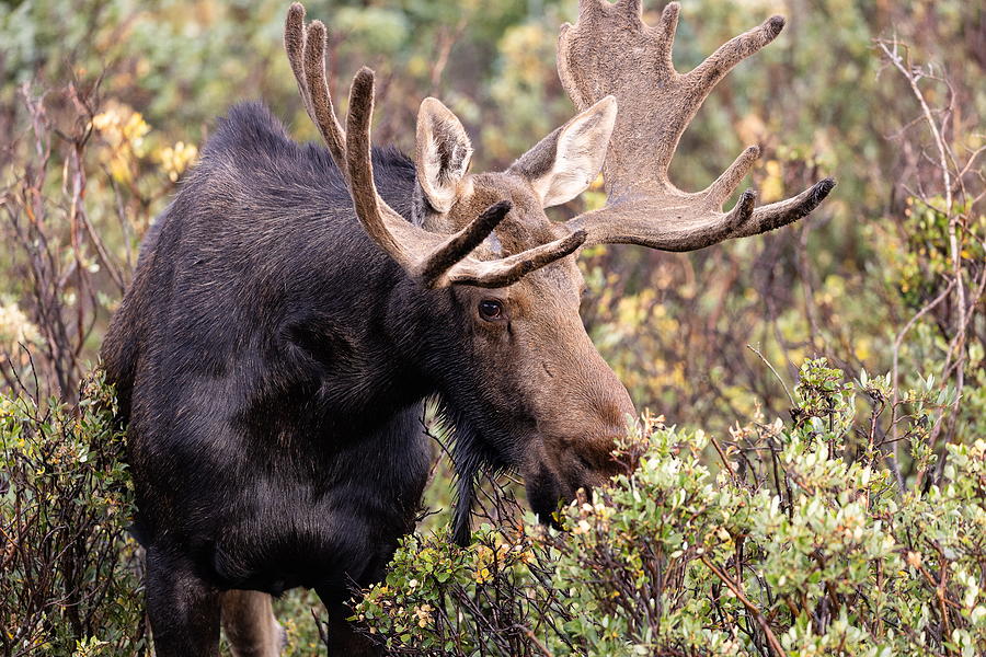 Moose Bull Snacking on Willows Photograph by Tony Hake