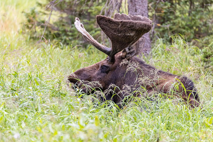 Moose Bull Takes a Break Photograph by Tony Hake
