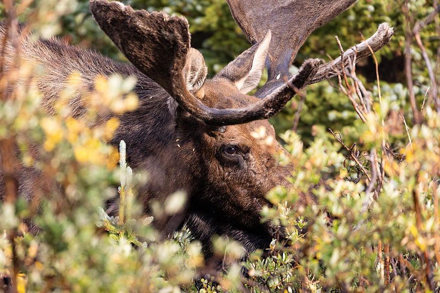 Moose Bull Through the Willows Photograph by Tony Hake