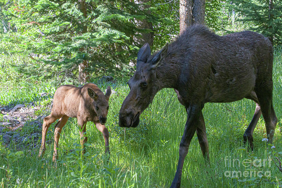 Moose Calf and Cow Photograph by Patrick Nowotny