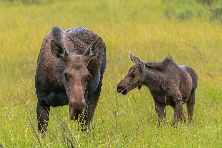 Moose Calf and Mother Graze Together Photograph by Kelly VanDellen