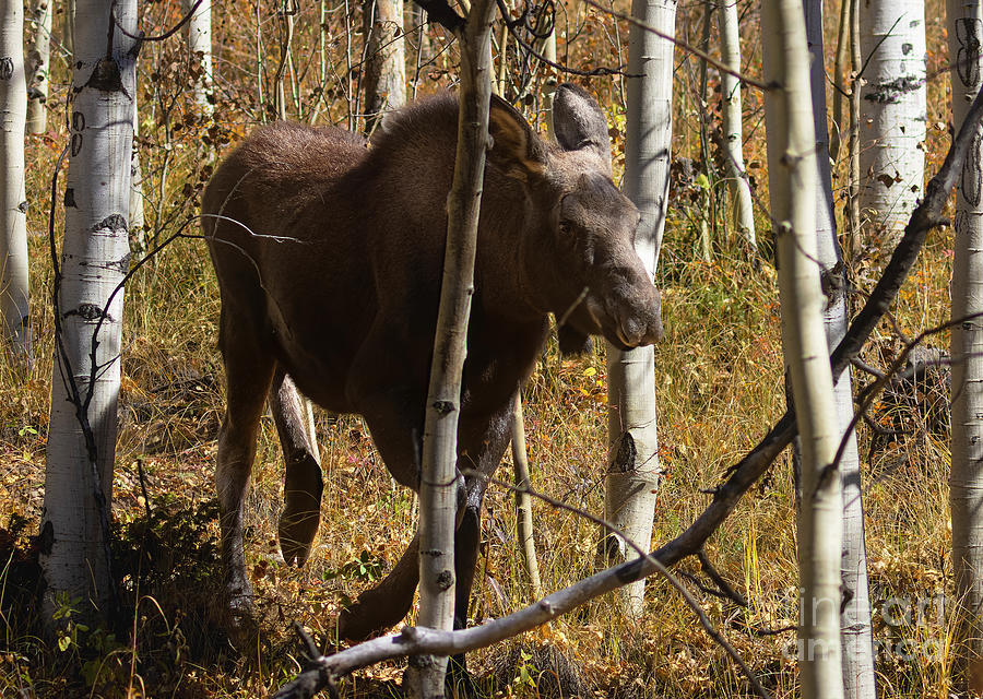 Moose Calf Autumn Photograph by Steven Krull