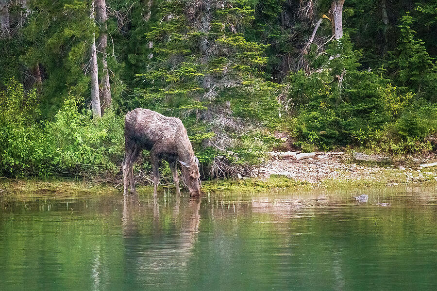 Moose Drinking from Swiftcurrent Lake in Glacier National Park ...