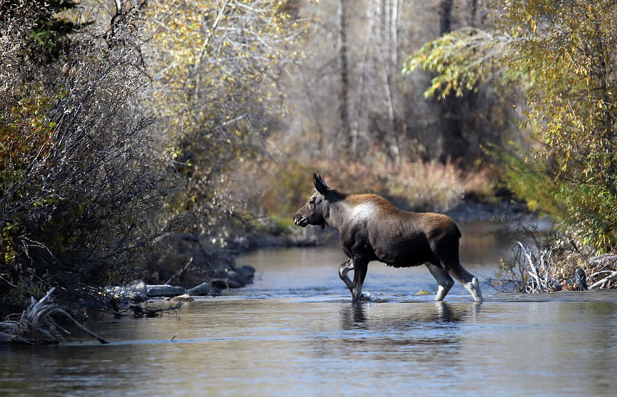 Moose Calf in River Photograph by Jean Clark