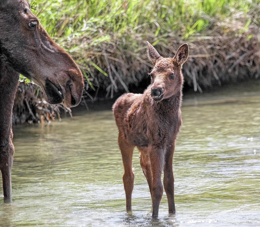 Moose Calf Photograph by Jennie Marie Schell