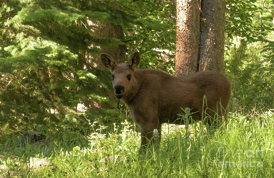 Moose Calf Photograph by Patrick Nowotny