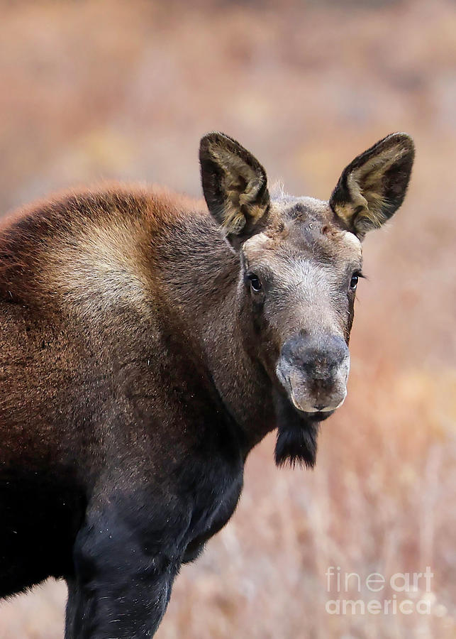Moose Calf Portrait Photograph by Shirley Dutchkowski