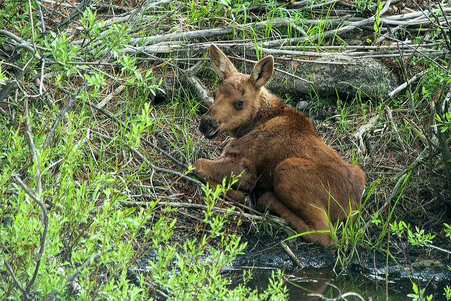 Moose Calf Photograph by Steve Stuller