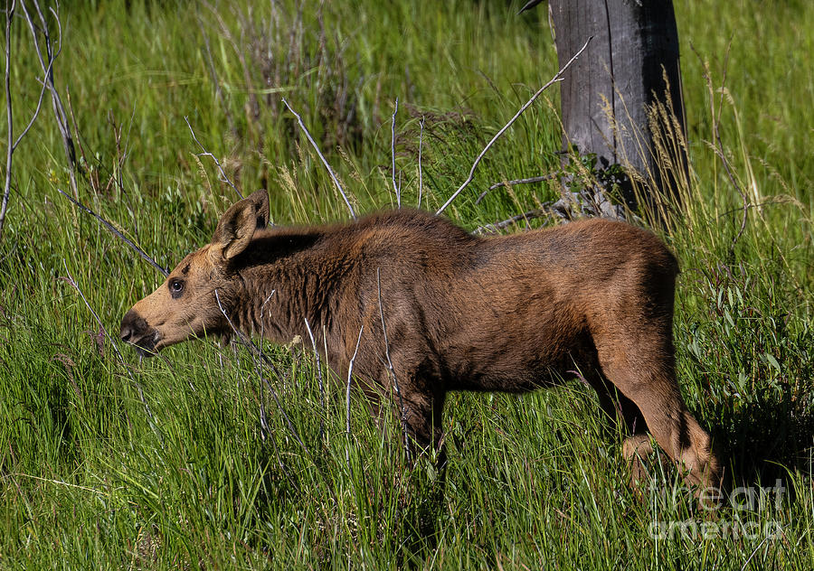 Moose Calf Photograph by Steven Krull