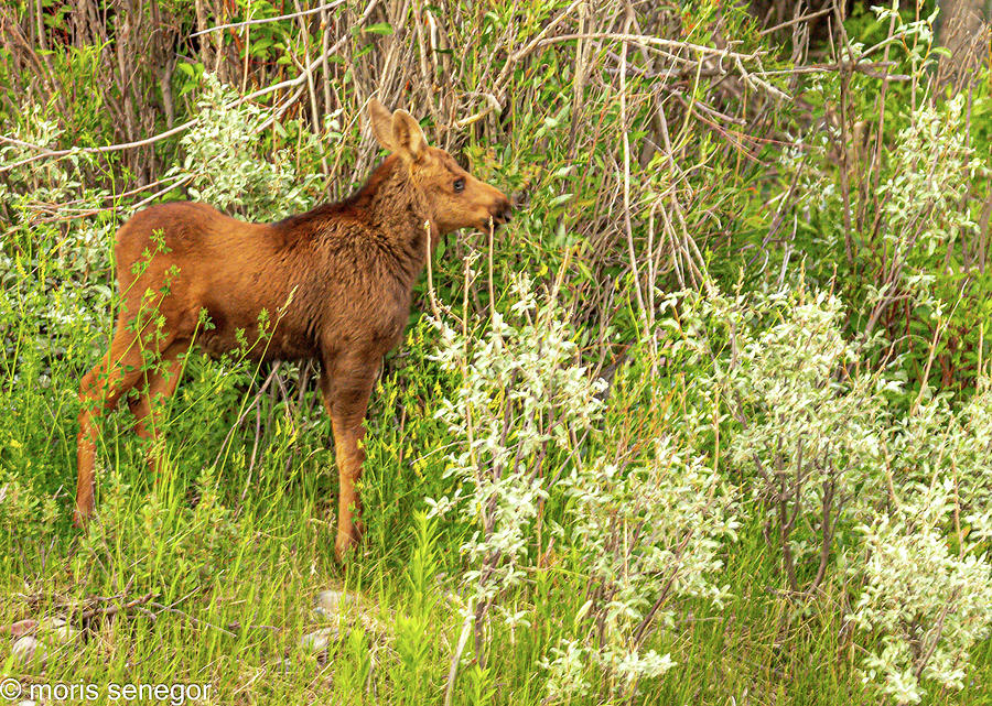 Moose Calf, Wilson WY Photograph by Moris Senegor