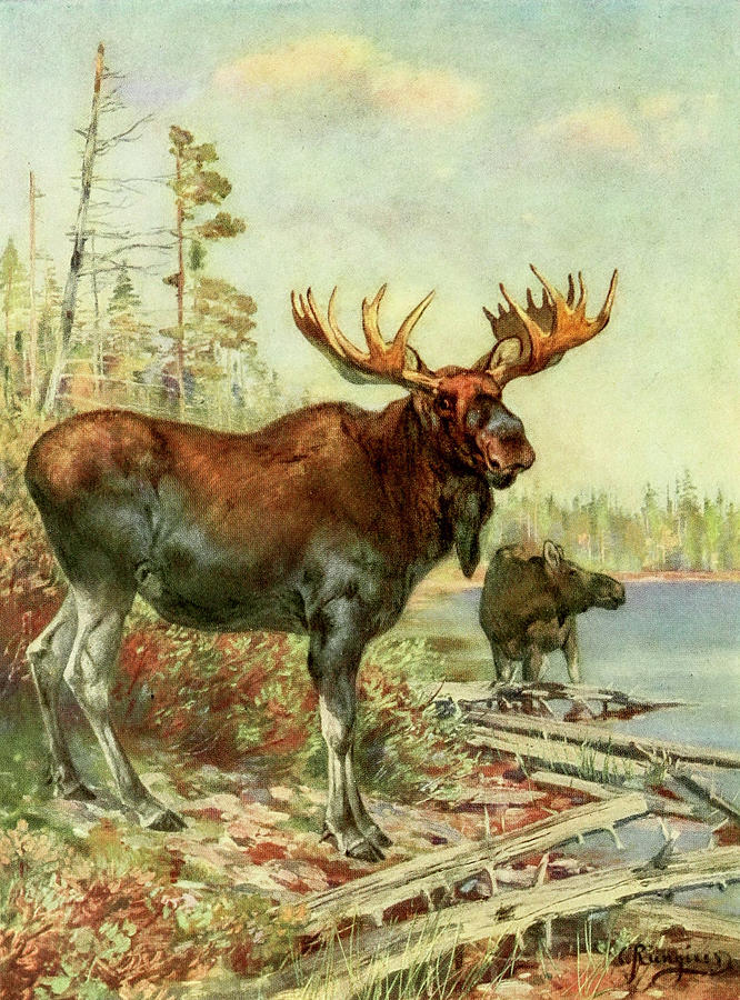 Moose Painting - Moose by Carl Rungius