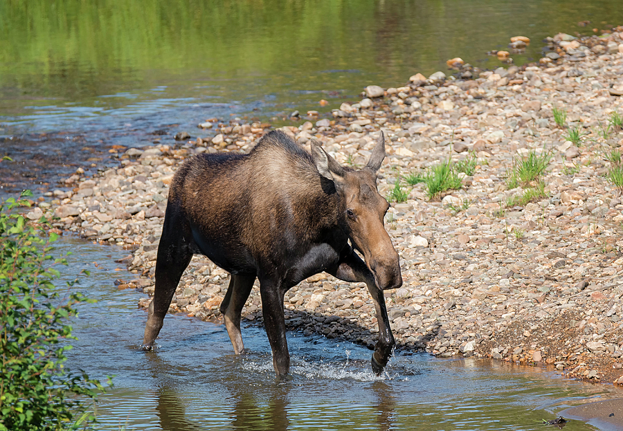Moose Cooling Off Photograph by Loree Johnson