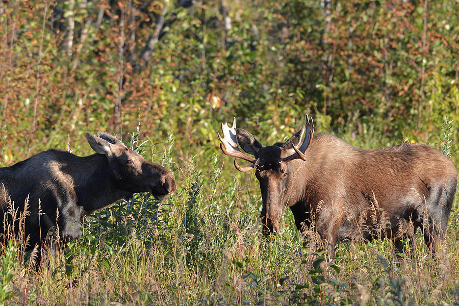 Moose Couple Photograph by John Pennell