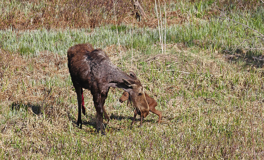 Moose Cow and Calf 2 Photograph by Jean Clark