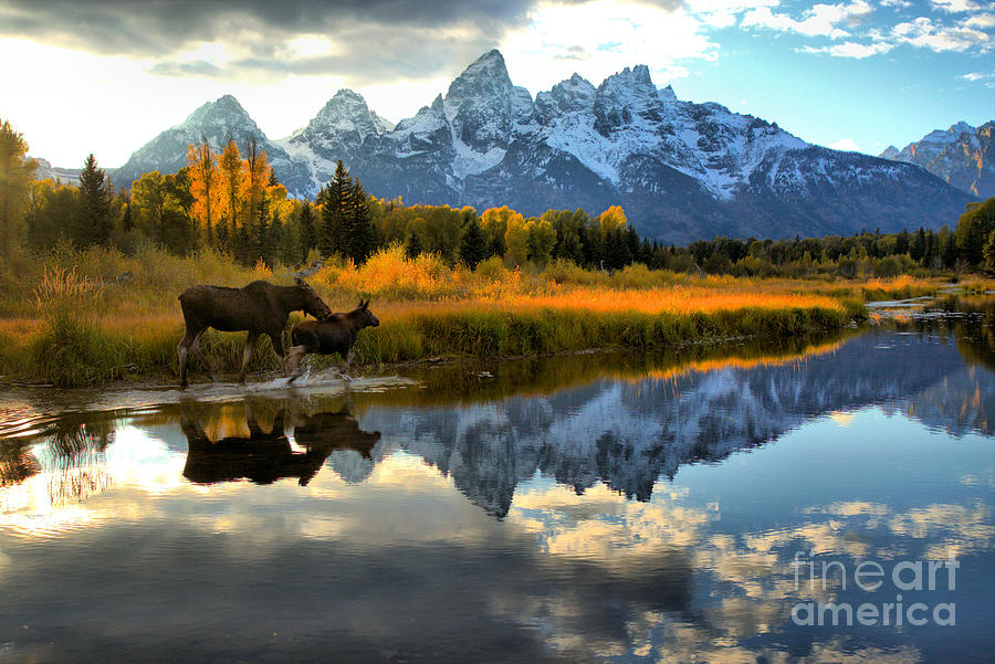 Moose Cow And Calf Evening Teton Stroll Photograph by Adam Jewell
