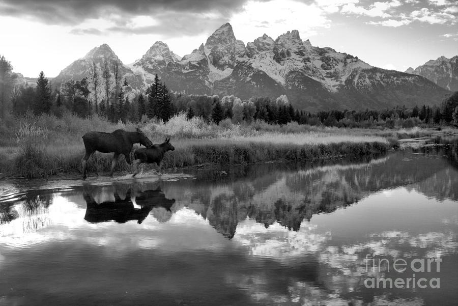 Moose Cow And Calf Evening Teton Stroll Black And White Photograph by Adam Jewell