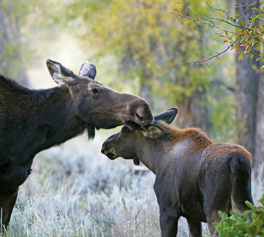 Moose Cow and Calf Five Photograph by Jean Clark