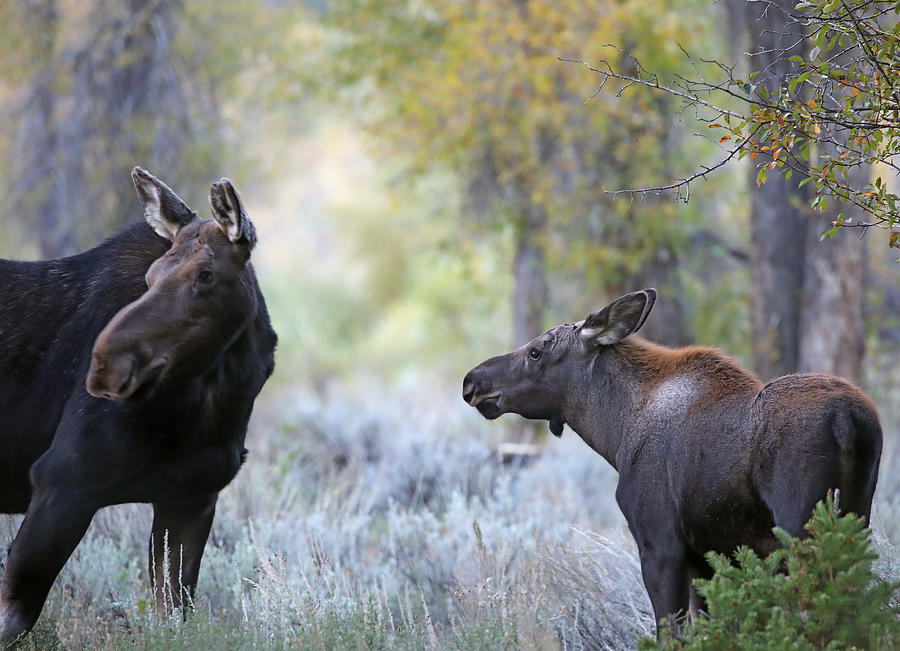 Moose Cow and Calf Four Photograph by Jean Clark
