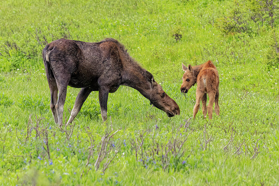 Moose Cow and Calf Photograph by Fred J Lord