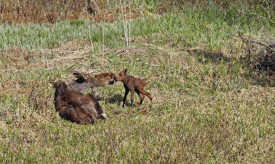 Moose Cow and Calf Photograph by Jean Clark