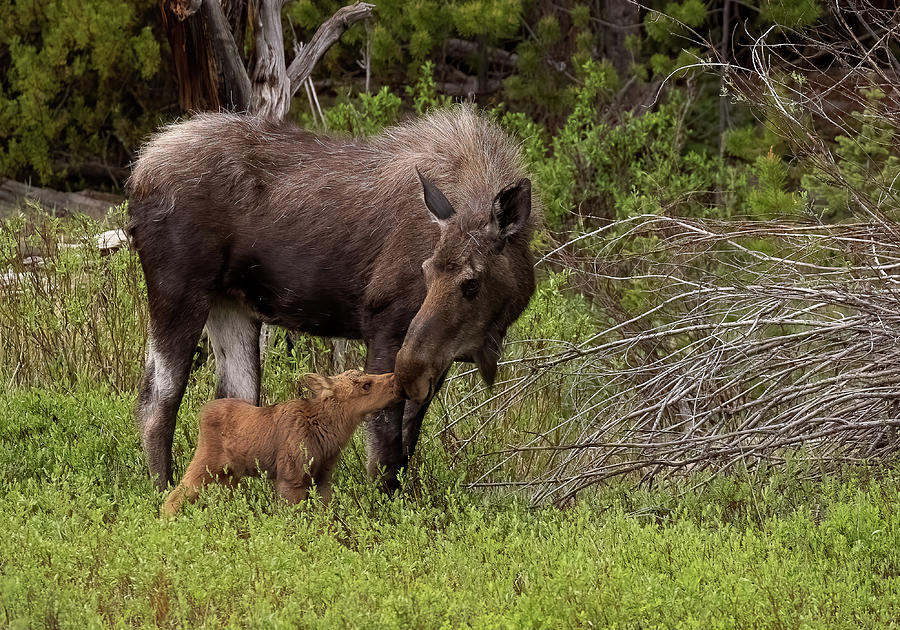 Moose Cow and Calf Kiss Photograph by Vicki Stansbury