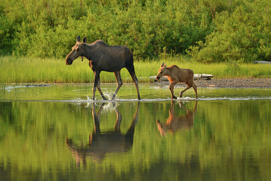 Moose Cow and Calf Reflection Photograph by Dean Hueber - Fine Art America