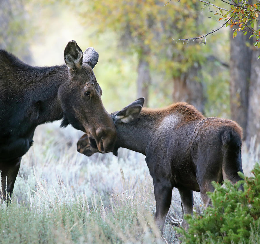 Moose Cow and Calf Six Photograph by Jean Clark