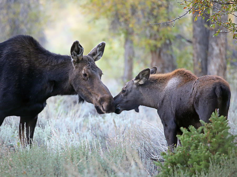 Moose Cow and Calf Three Photograph by Jean Clark