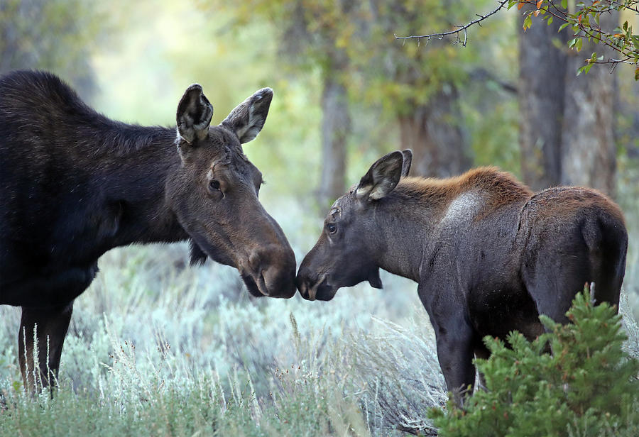 Moose Cow and Calf Two Photograph by Jean Clark