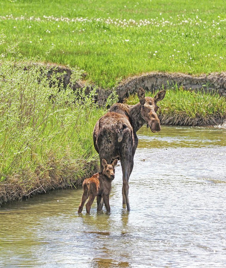 Moose Cow and New Calf Photograph by Jennie Marie Schell
