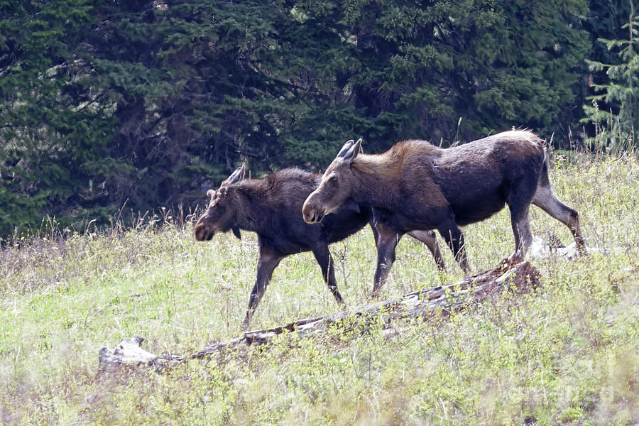 Moose Cow and Second Year Calf Photograph by Natural Focal Point Photography