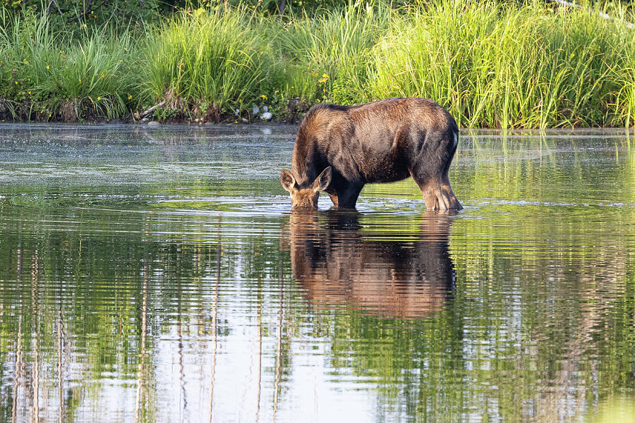 Moose Cow Hides Under Water Photograph by Tony Hake