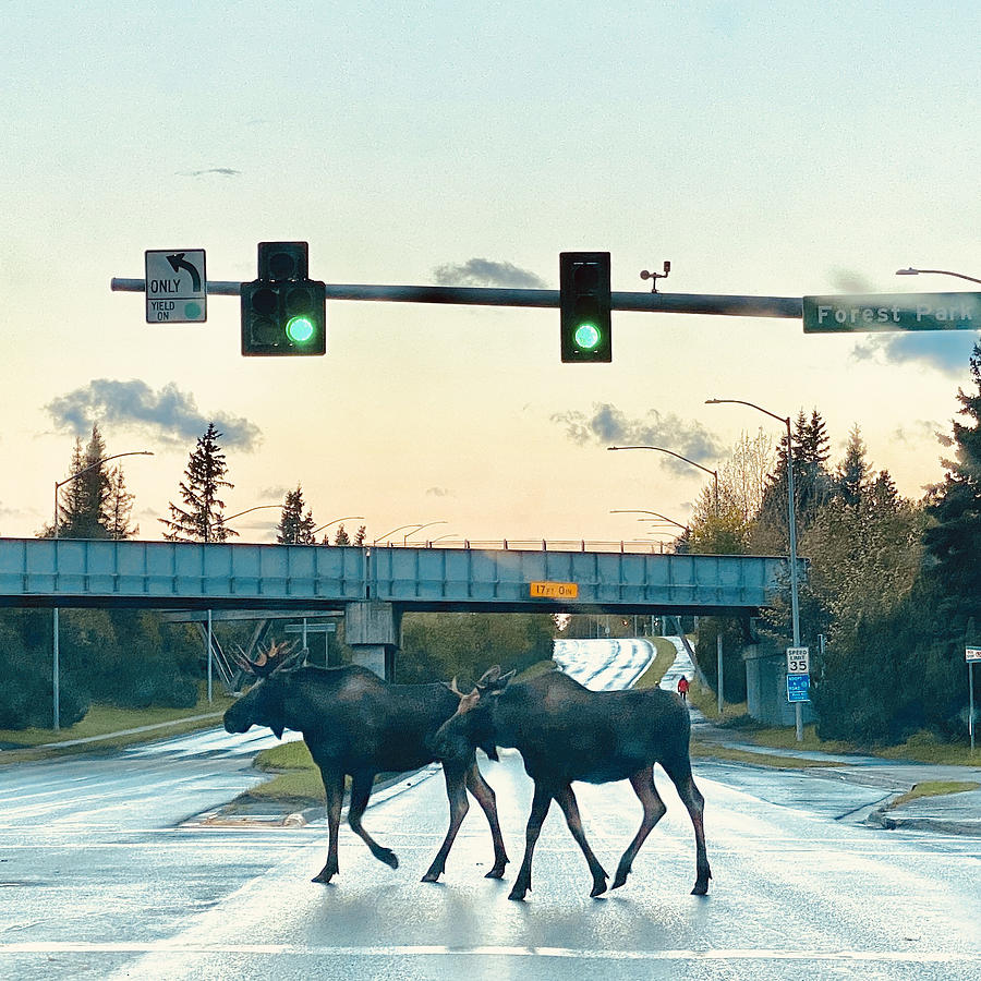 Moose crossing Photograph by Annekathrin Hansen