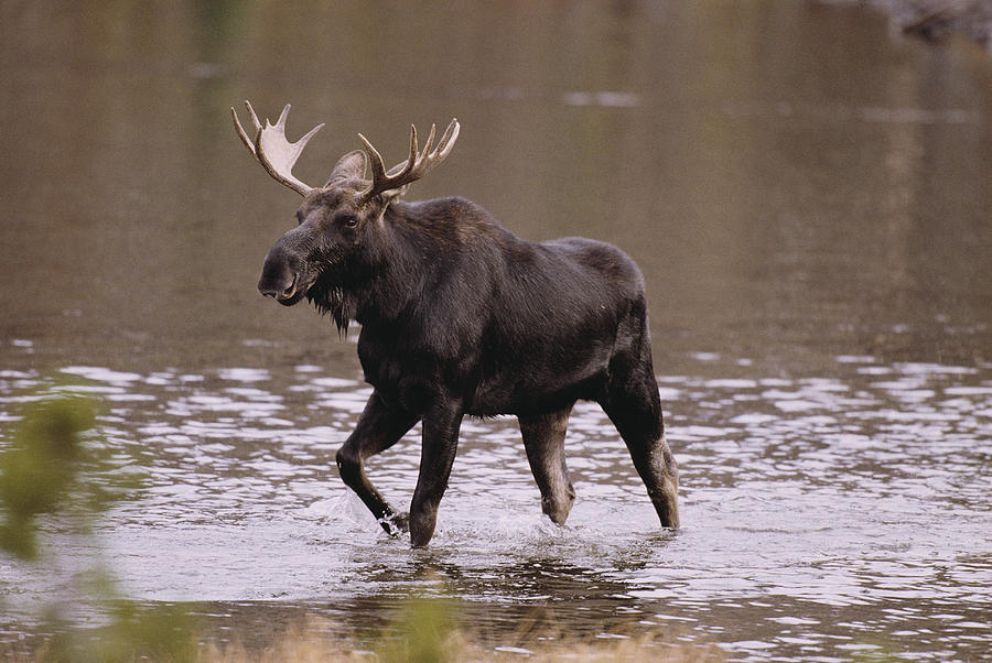 Moose Crossing River Photograph by Fuse