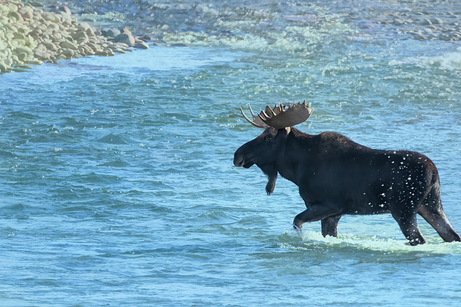 Moose Photograph - Moose Crossing the Gros Ventre River by Belinda Greb