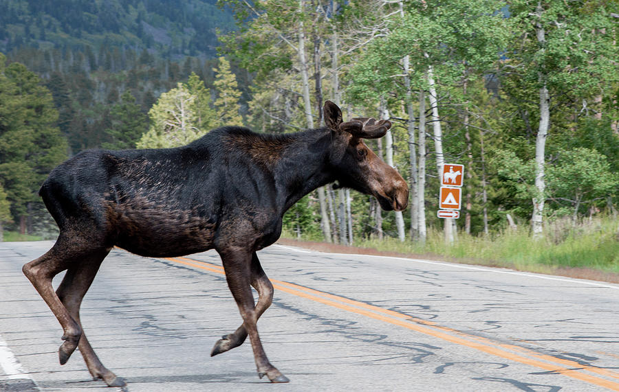 Moose Crossing the Road Photograph by Deborah M