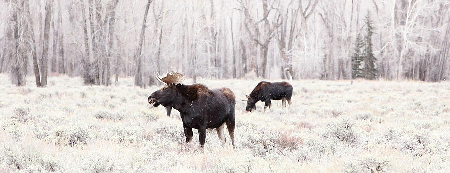 Moose Photograph by David Andersen